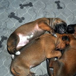Boy 3 - Rd whtn blk nose Rhodesian Ridgeback puppy in Bronson, Florida from Chioke Rhodesians
