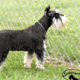 CRUE - Miniature Schnauzer