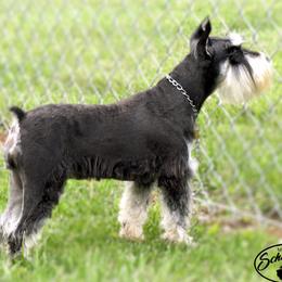 CRUE - Miniature Schnauzer