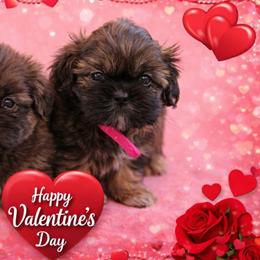 Abigail Rose - Sable female Shih Tzu puppy in Picayune, Mississippi from Guillot Shih Tzu