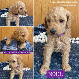 NOEL - Purple Collar Girl - Apricot female Poodle puppy in Charlo, Montana from Heavenly Hilltop Farm