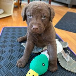 Chesapeake Bay Retriever Puppies from Marshpoint Gun Dogs