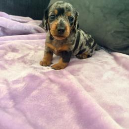 Baby Girl 2 - Dapple female Dachshund puppy in Tulsa County, Oklahoma from Willow Creek Miniature Dachshunds