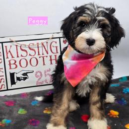 Peggy - Tri-color female Bernedoodle puppy in Neillsville, Wisconsin from Granton Creek