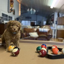 Snickers - Red merle female Aussiedoodle puppy in Sheridan, Arkansas from Runnin’ Wild Ranch Aussies