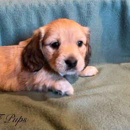 Boy 2 - Cream male Dachshund puppy in Gardnerville, Nevada from Rockin MF Pups