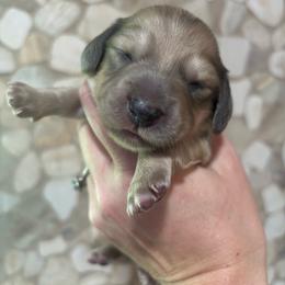 Walter - Cream male Dachshund puppy in White Cloud, Michigan from MI Dachshunds