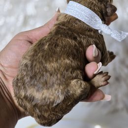 Mocha - Merle female Goldendoodle puppy in Austin, Texas from Austin Doodles & Poodles