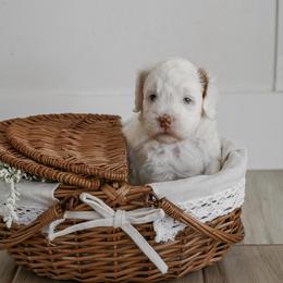 Ivy - Parti female Goldendoodle puppy in Salem, Virginia from Aloha Doodles & Poodles