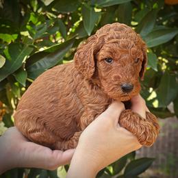Orange Collar Girl - Red  female Poodle puppy in Modesto, California from Dry Creek Poodles