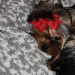 COACHELLA - Yorkshire Terrier