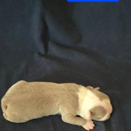 Boy 1 - Lilac male Boston Terrier puppy in Des Moines, Iowa from Razmom's Boston Terriers