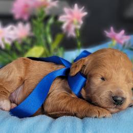 Goldendoodle puppies from Elite Goldendoodles and Bernedoodles