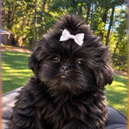 Layla - Black female Shih Tzu puppy in Covington, Georgia from Top Hats 2  Shih Tzu’s