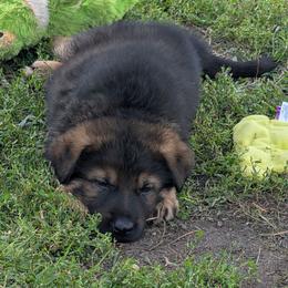 Red - Sable male German Shepherd puppy in Motley, Minnesota from Von Thomson Haus