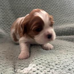 Girl 3 - Blenheim female Cavalier King Charles Spaniel puppy in Wilton, California from Becky's Cavalier King Charles Spaniels
