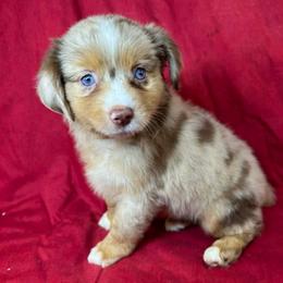 Girl 4 - Red merle female Toy Australian Shepherd puppy in Hokes Bluff, Alabama from Alegria Toy Aussies