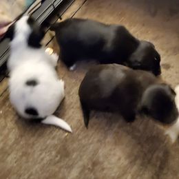 Chihuahuas from Lynda pups