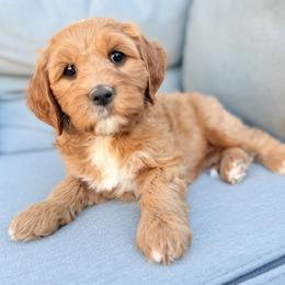 Nancy - Apricot female Goldendoodle puppy in Twin Falls, Idaho from Magic Valley Family Doodles