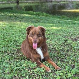 Rapunzel - Red tri-color female Australian Shepherd puppy in Albertville, Alabama from Salt Creek Aussies