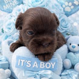Boy 2 - male Shih Tzu puppy in Fairland, Indiana from Divine Shih Tzu of Fairland