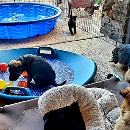 Belgian Laekenois Puppies from Cal Curly Coats Belgian Laekenois