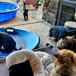 Belgian Laekenois Puppies from Cal Curly Coats Belgian Laekenois