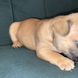 Boy 1 - Fawn and white French Bulldog puppy in Greensboro, North Carolina from Ideal Frenchies LLC