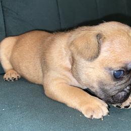 Boy 1 - Fawn and white French Bulldog puppy in Greensboro, North Carolina from Ideal Frenchies LLC