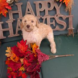 Sadie - Cream female Poodle puppy in Edgefield, South Carolina from Bettna standard poodle