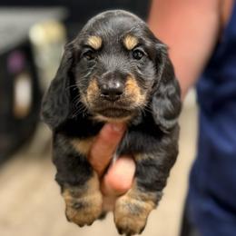 Zelda's Black - Black and cream male Dachshund puppy in Nashville, Arkansas from Whisenhunt Farms