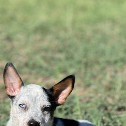 Australian Cattle Dog, Australian Shepherd, Companion Cross, and Miniature Australian Shepherd Puppies from MK Aussies