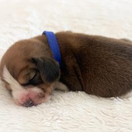 Romeo - Red black and white male Beagle puppy in Brownsboro, Texas from Willow Bark Beagles