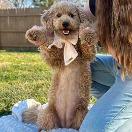 Goldendoodles from Circle City Pups