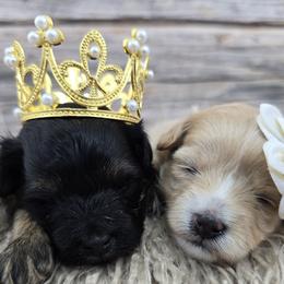 Cavapoos and Maltipoos from CountryLaneDoodles