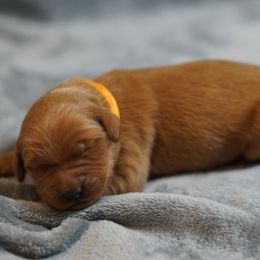 Orange Girl - Dark golden female Golden Retriever puppy in Ozark, Alabama from Nomadic Reds Golden Retrievers