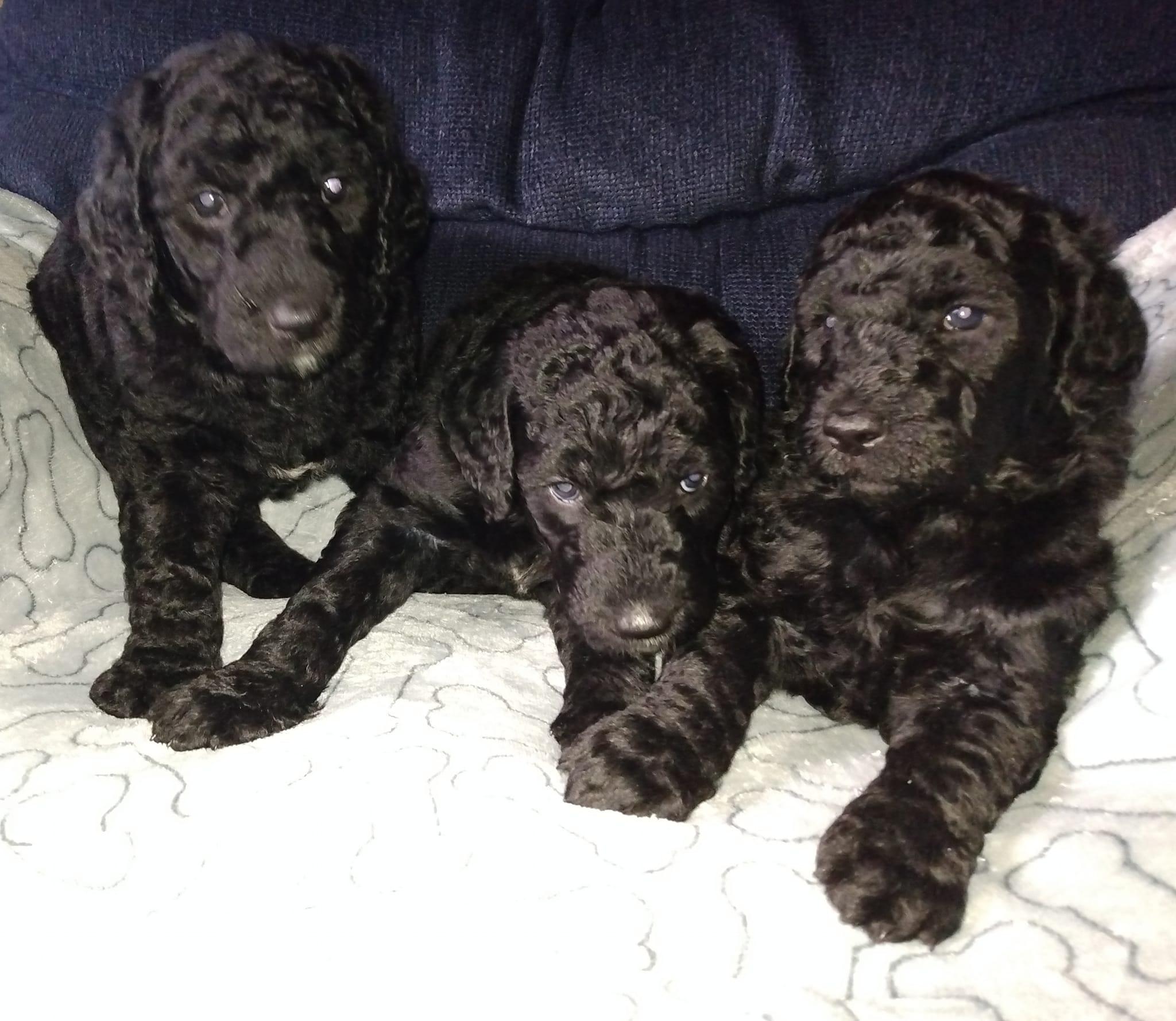 Anita's Goldendoodles in West Virginia Goldendoodle puppies Good Dog