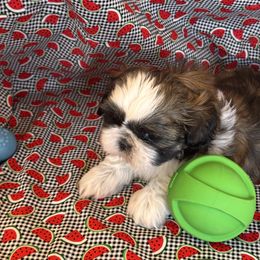 Toliver - Blue and white male Shih Tzu puppy in Sutton, West Virginia from Meadow Lane Pups