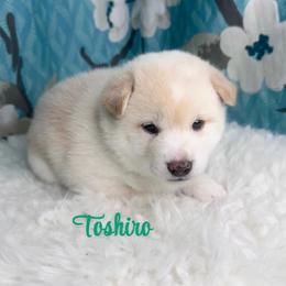 Toshiro - Cream male Shiba Inu puppy in Inverness, Florida from Shore Thing Shiba’s