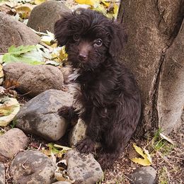 Rider - Brown white and tan male Cockapoo puppy in Ellensburg, Washington from Dawn to Dusk Cockapoos