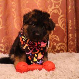 Kona Girl - Purple - Black and red German Shepherd puppy in Sandown, New Hampshire from Gemini GSD