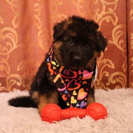 Kona Girl - Purple - Black and red German Shepherd puppy in Sandown, New Hampshire from Gemini GSD