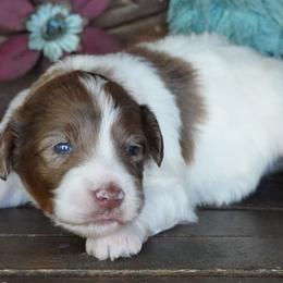 Boogie Most Copper - Brown and white female Aussiedoodle puppy in Lawton, Oklahoma from Lindsey’s Aussies