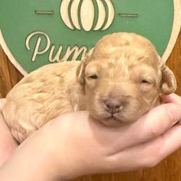 Elaine - Golden female Cockapoo puppy in Liberty, Kentucky from Kentucky Cockapoos