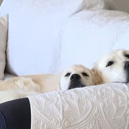 Golden Retriever Puppies from Sterling Goldens