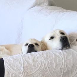 Golden Retriever Puppies from Sterling Goldens