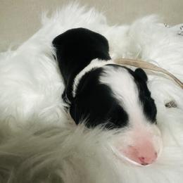 Aussiedoodle and Miniature Australian Shepherd Puppies from The Finished Dog