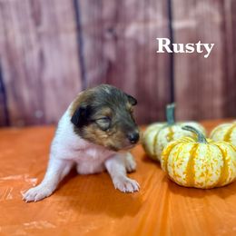 Boy 1 - Sable male Collie puppy in Waterville, Iowa from Lisa’s Lassies