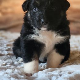 Australian Shepherd and Miniature Australian Shepherd Puppies from KSH Aussie Haven