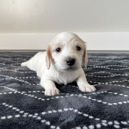 Sophia - Cream female Dachshund puppy in Shelley, Idaho from Journey’s End Dachshunds
